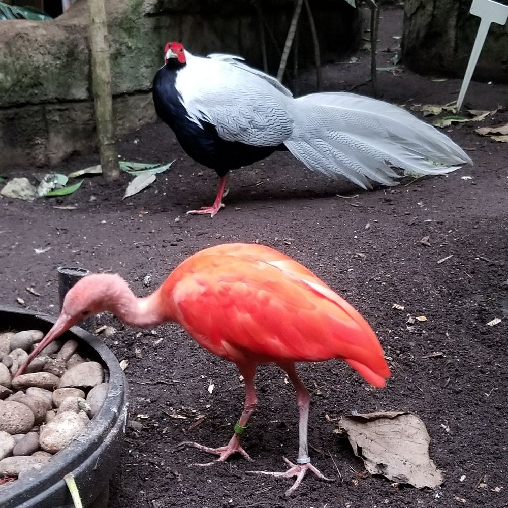 Bird Kingdom - Birds from all over the world living in harmony - Zoos Near Me - Niagara Falls, Ontario