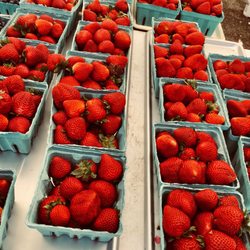 Hartsdale Farmers Market - Plump Berry