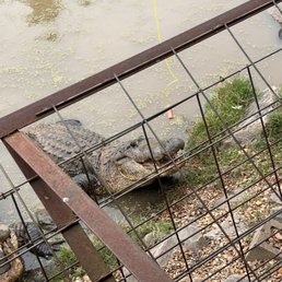 Large gator getting ready for a feeding show! Large gator getting ready for a feeding show!