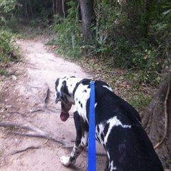 Collins Park - Hiking trail with the pups