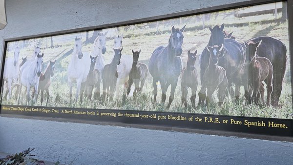 Medieval Times Dinner & Tournament by null