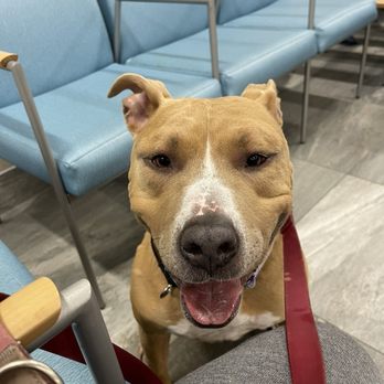 Pet+E.R - Leaving out! - Emergency Pet Hospital Near Me - Cockeysville, Maryland