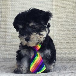 Waggly Ever After