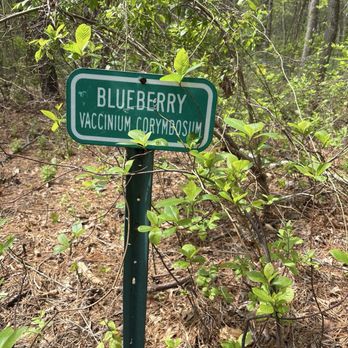 Blueberry Hill Trail - Hiking Near Me - Gibbsboro, New Jersey