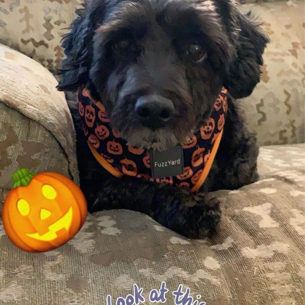 Hemlock Animal Hospital - My dog in the recliner on Halloween - Veterinarians Near Me - Dahlonega, Georgia Hemlock Animal Hospital - My dog in the recliner on Halloween - Veterinarians Near Me - Dahlonega, Georgia