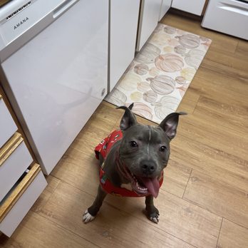 Lifeline K9 Training - Pet Training Near Me