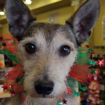 Small Wonders Pets - "Mango": Employee of the month! - Pet Stores Near Me - Toronto, Ontario