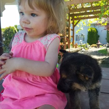 Dianna's Gentle Giants - Pet Breeders Near Me Dianna's Gentle Giants - Pet Breeders Near Me