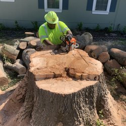 Dream Team Trimming - Giant oak removal
