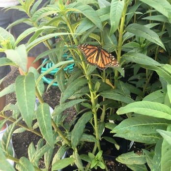 Tom's Thumb by Cornelius Nursery - We spotted a female Monarch laying eggs on Milkweed. - Nurseries & Gardening Near Me - Galveston, Texas Tom's Thumb by Cornelius Nursery - We spotted a female Monarch laying eggs on Milkweed. - Nurseries & Gardening Near Me - Galveston, Texas