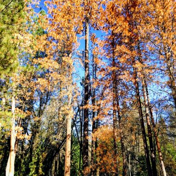 Lepley Tree Service  - Tree Services Near Me - Oakhurst, California