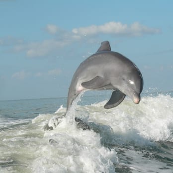 Sanibel Thriller - Boating Near Me - Sanibel, Florida Sanibel Thriller - Boating Near Me - Sanibel, Florida