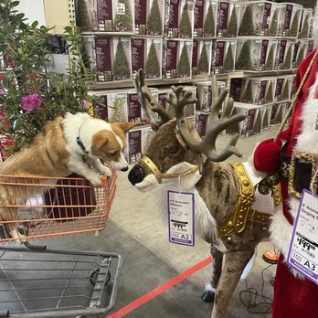 Playful Pups and Performance Training - Honey tells Santa's reindeer to let Santa know she's been a very good Corgi this year! - Pet Training Near Me - Virginia Beach, Virginia