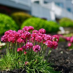 Pro Lawn Care - Tropical flowers