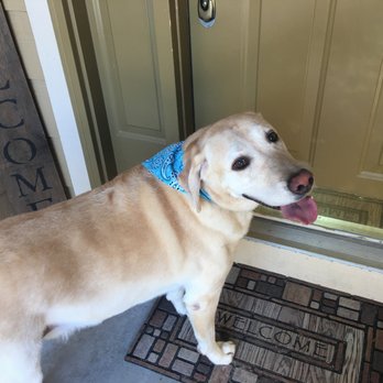 Serene Pets Spa - Sky is all ready to show mom he's all clean - Pet Groomers Near Me