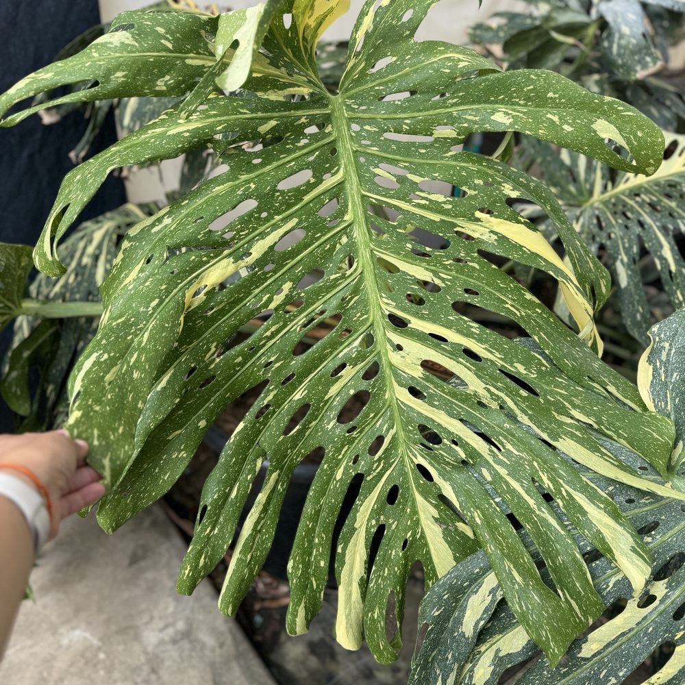 Green Air Botanicals - Largest Thai Constellation leaf I've seen. So pretty! - Nurseries & Gardening Near Me - Fallbrook, California