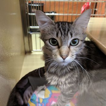 PetSmart - Meow - Pet Training Near Me - Van Nuys, California