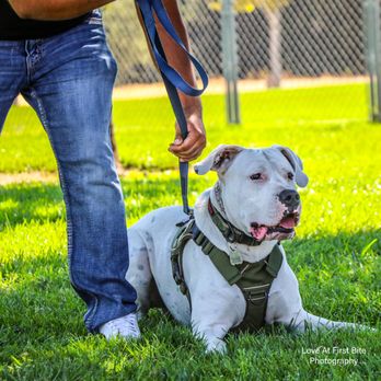 High Level K9 - Pet Training Near Me