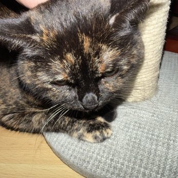 Overland Veterinary Clinic - She didn't eat at all, she didn't walk, she didn't even have the strength to get up, in a word, she was dying, but they saved her!!!! - Veterinarians Near Me - Los Angeles, California