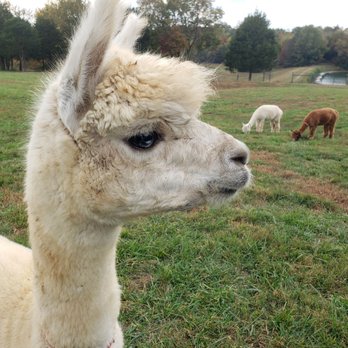 Rolling Oak Alpaca Ranch - Arts & Crafts Near Me - Makanda, Illinois Rolling Oak Alpaca Ranch - Arts & Crafts Near Me - Makanda, Illinois