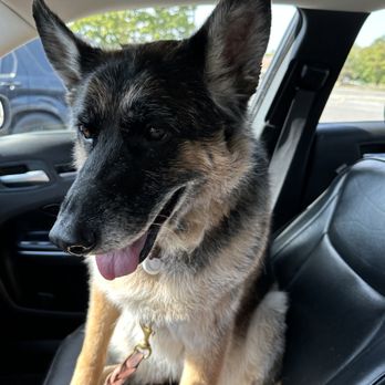 Clip-n-clean - Sadie says, "I love my new family at Clip-N-Clean!" - Pet Groomers Near Me - Anderson, Indiana