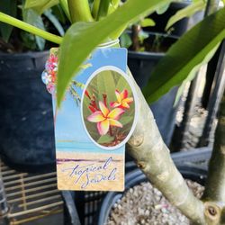 Plumeria Company