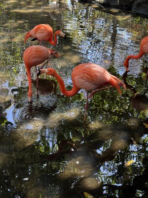Palm Beach Zoo & Conservation Society by null