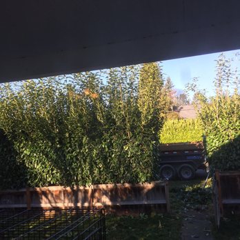 Chavez Landscape - Shrubs before - Landscaping Near Me - Mount Vernon, Washington Chavez Landscape - Shrubs before - Landscaping Near Me - Mount Vernon, Washington