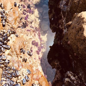 Leo Carrillo State Park - Purple sea urchins. Mussels. Anemones. Crabs. - Parks Near Me - Malibu, California Leo Carrillo State Park - Purple sea urchins. Mussels. Anemones. Crabs. - Parks Near Me - Malibu, California