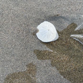 Ocean Beach - Sand dollar - Parks Near Me - San Francisco, California Ocean Beach - Sand dollar - Parks Near Me - San Francisco, California