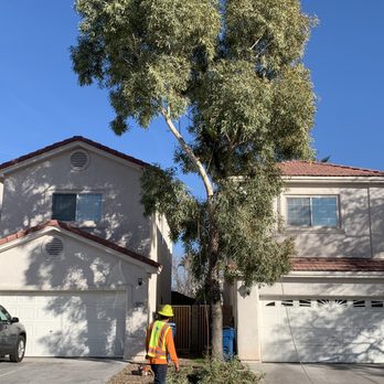 Green America Tree & Landscaping - How big the tree was - Landscaping Near Me - Henderson, Nevada Green America Tree & Landscaping - How big the tree was - Landscaping Near Me - Henderson, Nevada