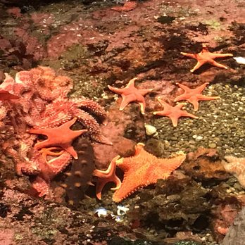 Seattle Aquarium - Touchable starfish - Aquariums Near Me - Seattle, Washington