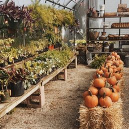 Outdoor area with pumpkins decorated for fall