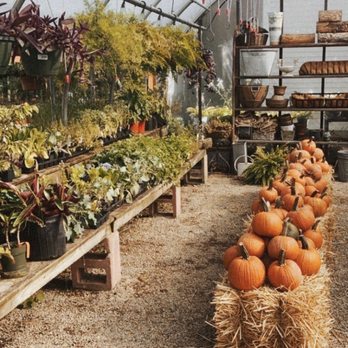 Echobrook Nursery - Outdoor area with pumpkins decorated for fall - Nurseries & Gardening Near Me - Worcester, Massachusetts