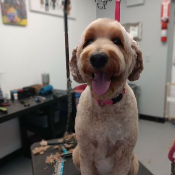 Doggy Doos - Pet Groomers Near Me - Hilliard, Ohio Doggy Doos - Pet Groomers Near Me - Hilliard, Ohio