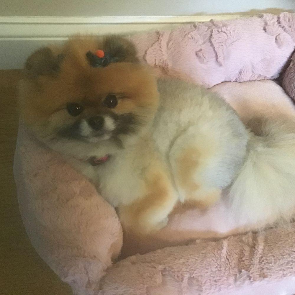 Dog Gone Gorgeous - New Fall Bows - Pet Groomers Near Me - Canton, Massachusetts Dog Gone Gorgeous - New Fall Bows - Pet Groomers Near Me - Canton, Massachusetts