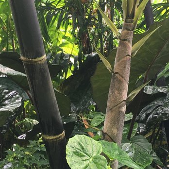 Bamboo Man - New bamboo shoots are a great sign of healthy plants - Nurseries & Gardening Near Me - Miami, Florida