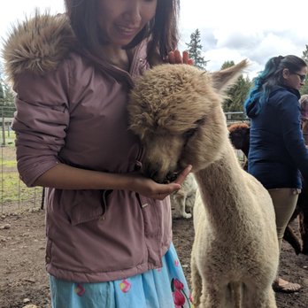 Cascade Rose Alpacas - Petting Zoos Near Me - Carnation, Washington