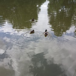 Parc d'Artigues - Coucou les canards
