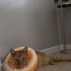 Bellwood Animal Hospital - Blaze post-surgery