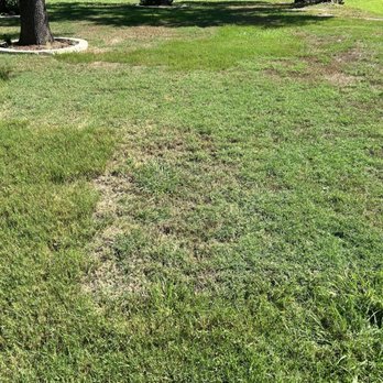 Real Green Pest and Lawn - Burned grass after their service - Pest Control Near Me - Austin, Texas