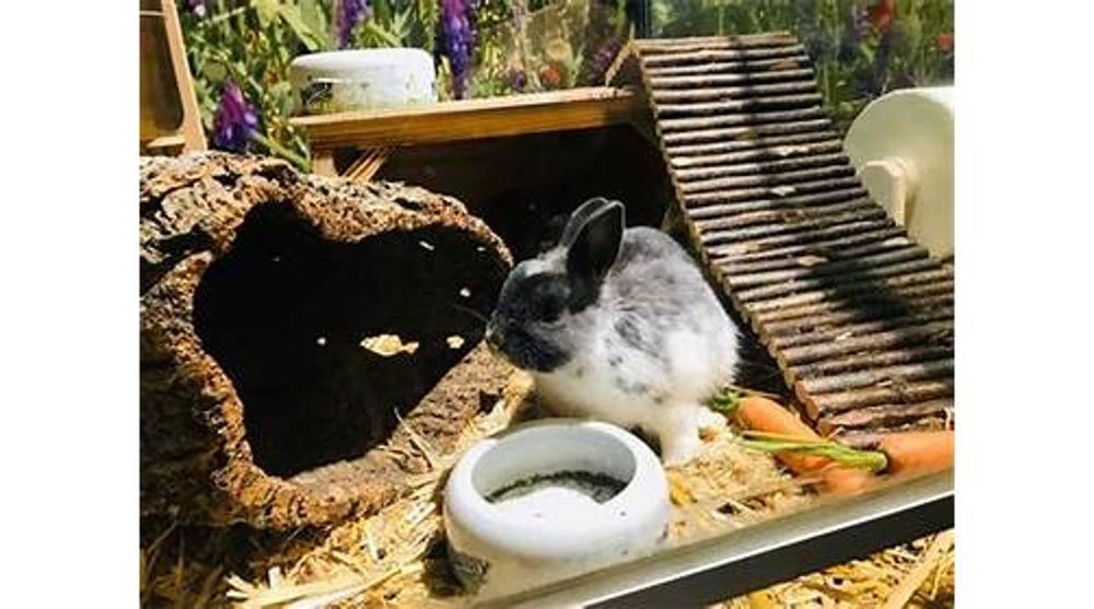 KÖLLE ZOO Updated October 2024 44 Photos Schwieberdinger Str. 230