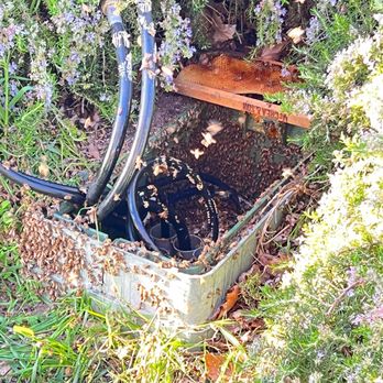 Ball Bee - Beehive nest relocation - Pest Control Near Me