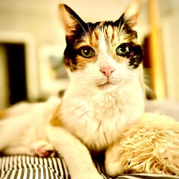 Evergreen Veterinary Clinic - LuLu - Veterinarians Near Me - San Jose, California