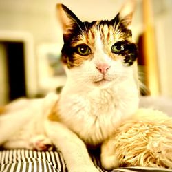 Evergreen Veterinary Clinic - LuLu