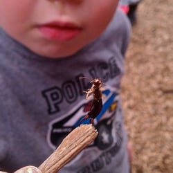 Day Caring Preschool - Look its a pincher bug doing ballet!