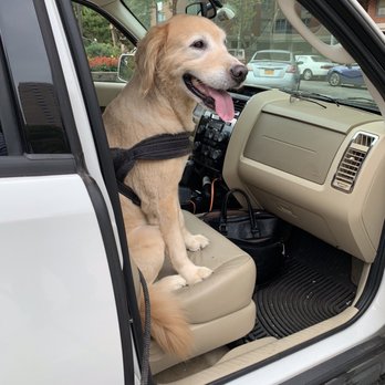 Universal Pet Care - Miles after a shampoo, haircut and nail trim - one happy pooch ;-) - Pet Groomers Near Me - Bronx, New York