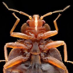 1st Choice Pest Control
