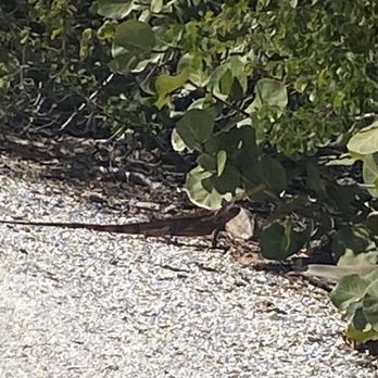 Mound House - Lizard - Museums Near Me - Fort Myers Beach, Florida