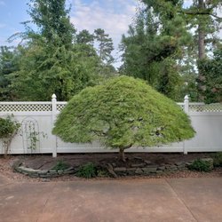 McGowan Landscaping - Trimmed our great tree